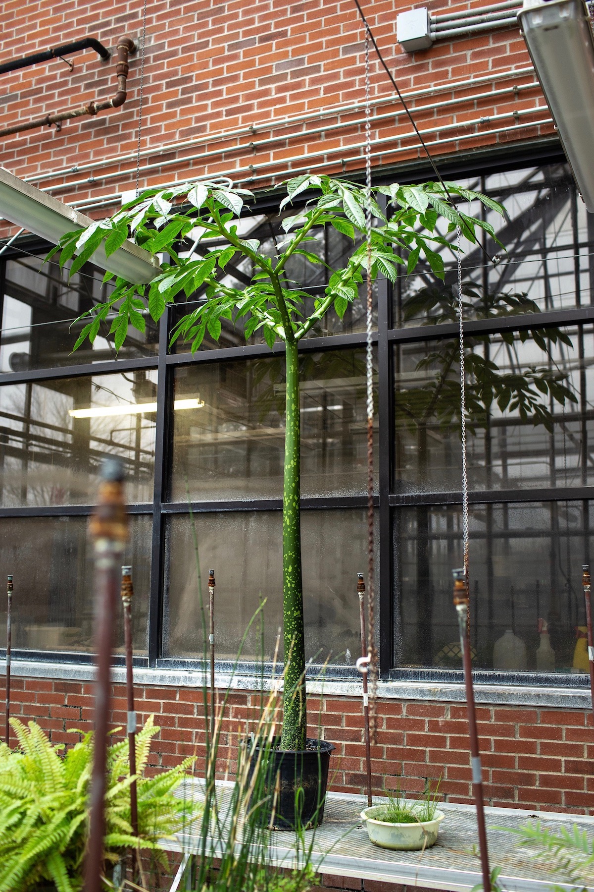 Austin Peay's towering corpse flower plant is will go through several more leaf-and-dormancy cylces before blooming. The bloom should happen in four to six years.