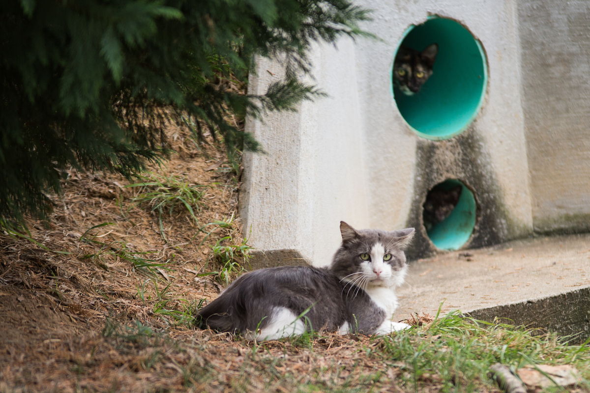 The cat colony that Austin Peay’s Paws to Care maintains has about 20 felines. The cats like to use pipes to move underground around campus.