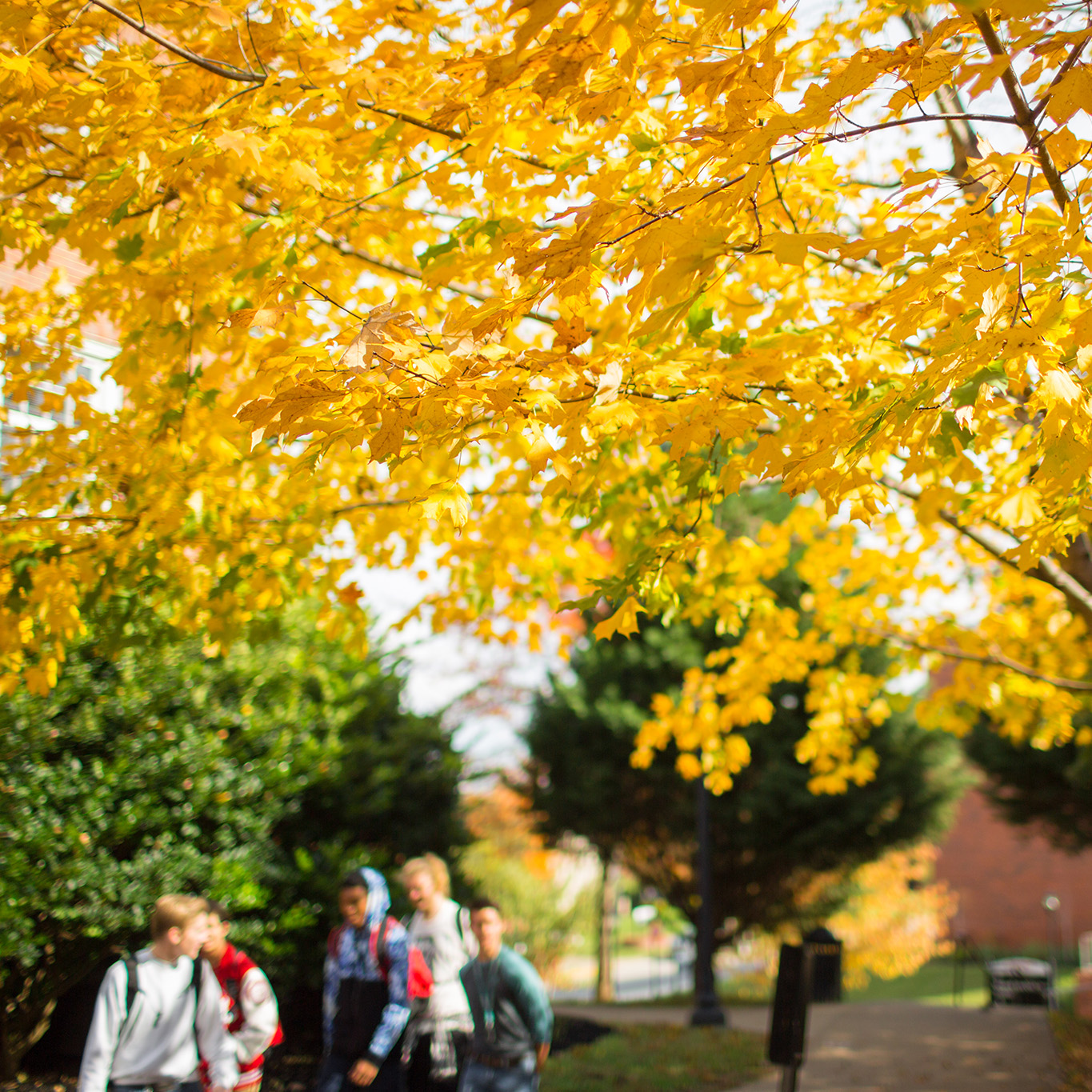 Shot fouced on a tree that has changed it leaves colors for fall while in the background a group of students walk on campus.