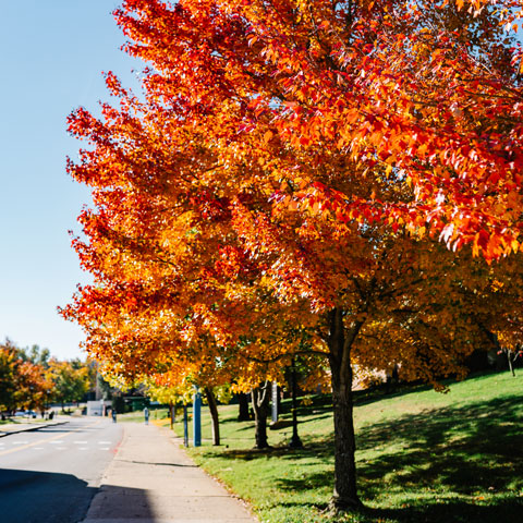 picture of the fall leaves on campus.