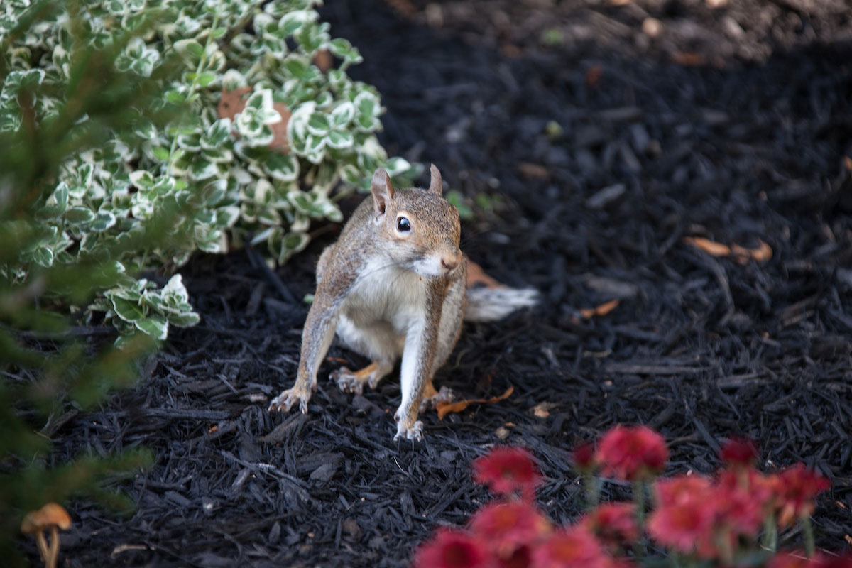 squirrel on campus, former 404 photo