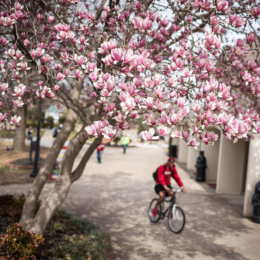 Close up of tree in bloom with pink flowers and an out of focus student riding a bike in the background.