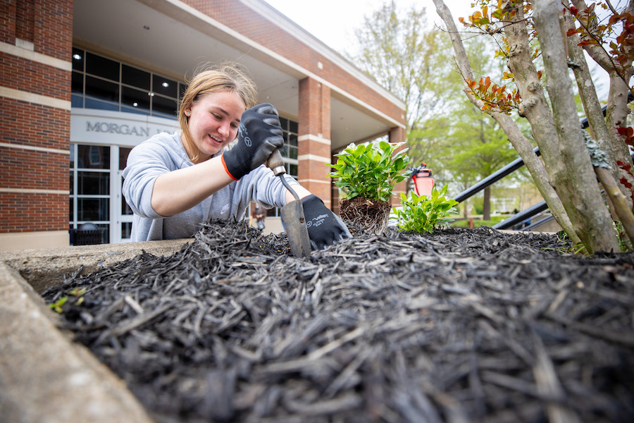 Austin Peay’s 23rd annual Plant the Campus Red brightened up the University on Thursday, April 21, with about 10 teams of faculty, staff, students and community members volunteering to plant flowers, trees and shrubs across campus.