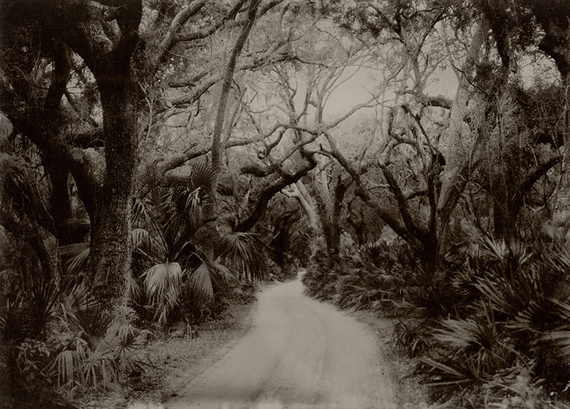 A photograph from the show depicting a sepia-toned tintype photograph of a winding dirt road surrounded by dense trees and foliage, creating a serene, forested pathway.