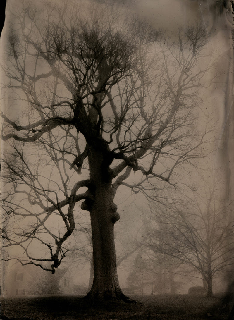 A photograph from the show depicting a sepia-toned tintype photograph of a large, leafless oak tree against a foggy background, featuring gnarled branches and faint outlines of distant trees and a house.
