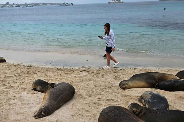 Dr Giefer walking on the beach while sea lions lounge about on the sand.
