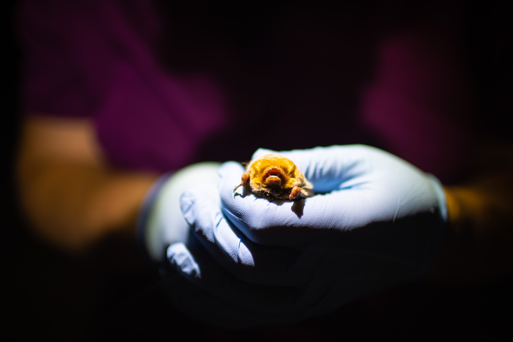 Four bat species in one night: Austin Peay professor, students find success in Fort Campbell partnership