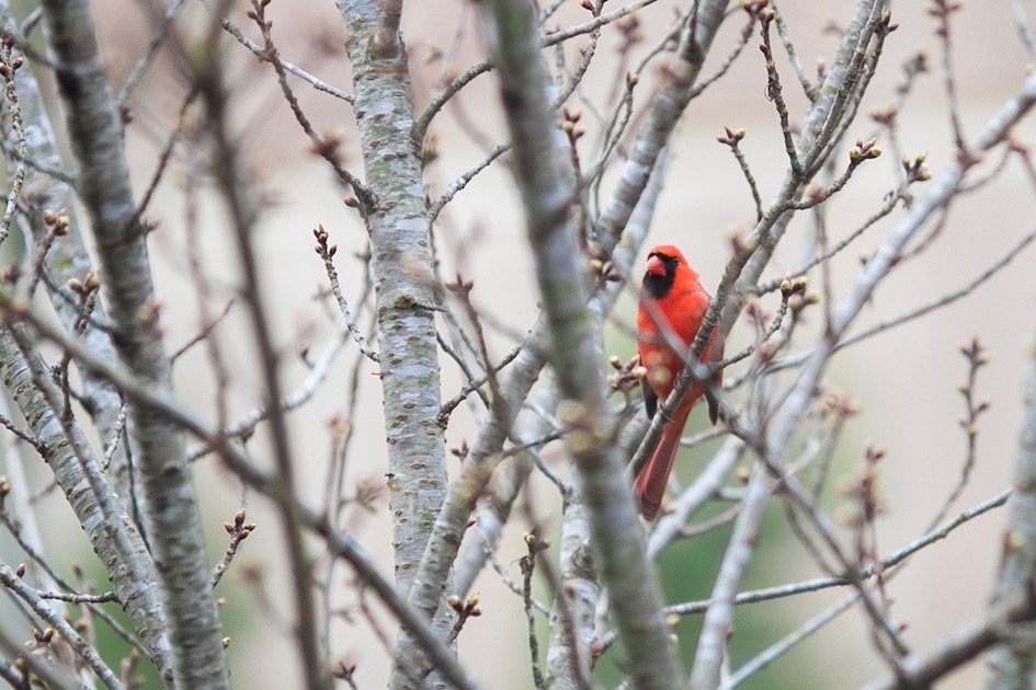 Austin Peay to host family-focused Great Backyard Bird Count event on Feb. 19