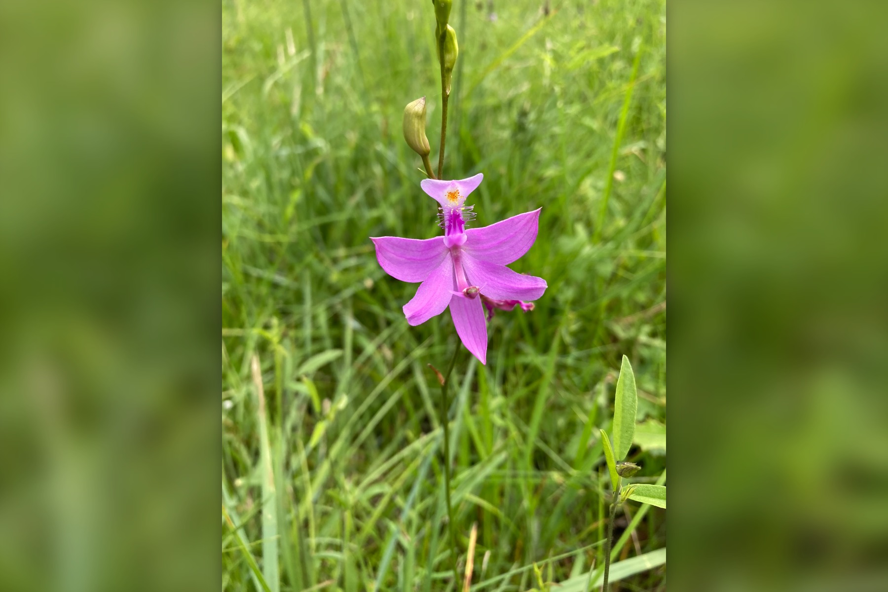 Calopogon-tuberosus-Greenwood-Plantation-GA
