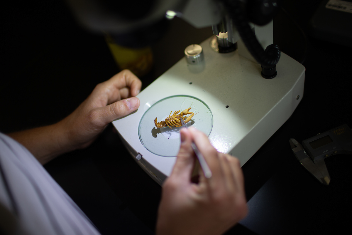 Bloom works with a Screaming Eagle Crayfish specimen in the lab.
