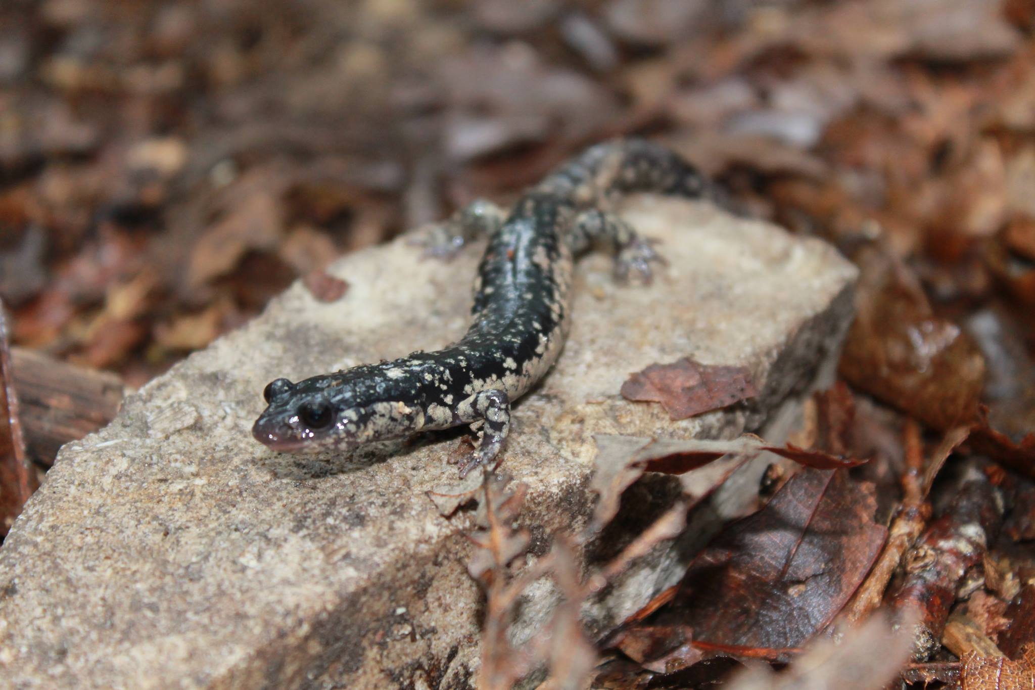Austin Peay to host annual Tennessee Herpetological Society conference 