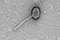 As part of their research, the students named their newly discovered phages and entered them into a global database. We thought it might be neat to ask the students how they picked their phage names. Meet Austin Peay’s phages: Scumberland, Danno and Otwor.
