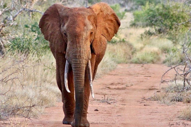 Austin Peay graduate Lynn Von Hagen is living a lifelong dream working with elephants in the Kenyan bush while pursuing a doctoral degree at Auburn University.