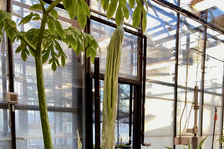 Zeus the corpse flower plant is resprouting, but this time not as a flower