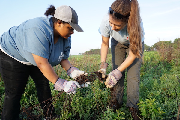 Two students pull weeds at an alternative break worksite. 