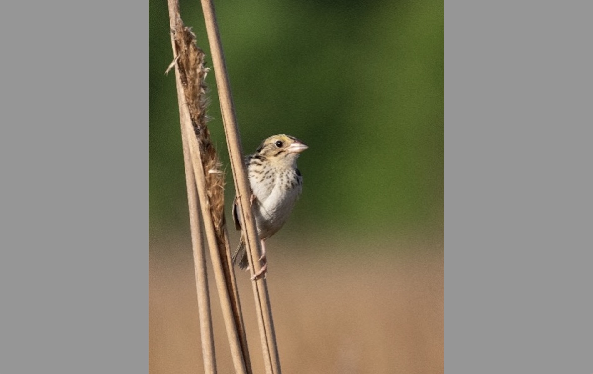 Henslow’s Sparrow is one of several grassland bird species that has declined in Tennessee during recent years. | Photo by Dr. Stefan Woltmann