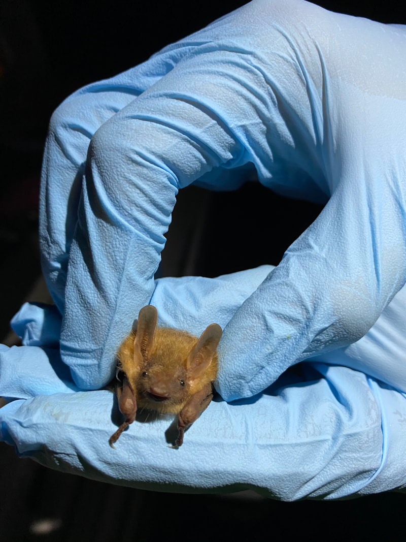 The team inspects a tri-colored bat at Fort Campbell.