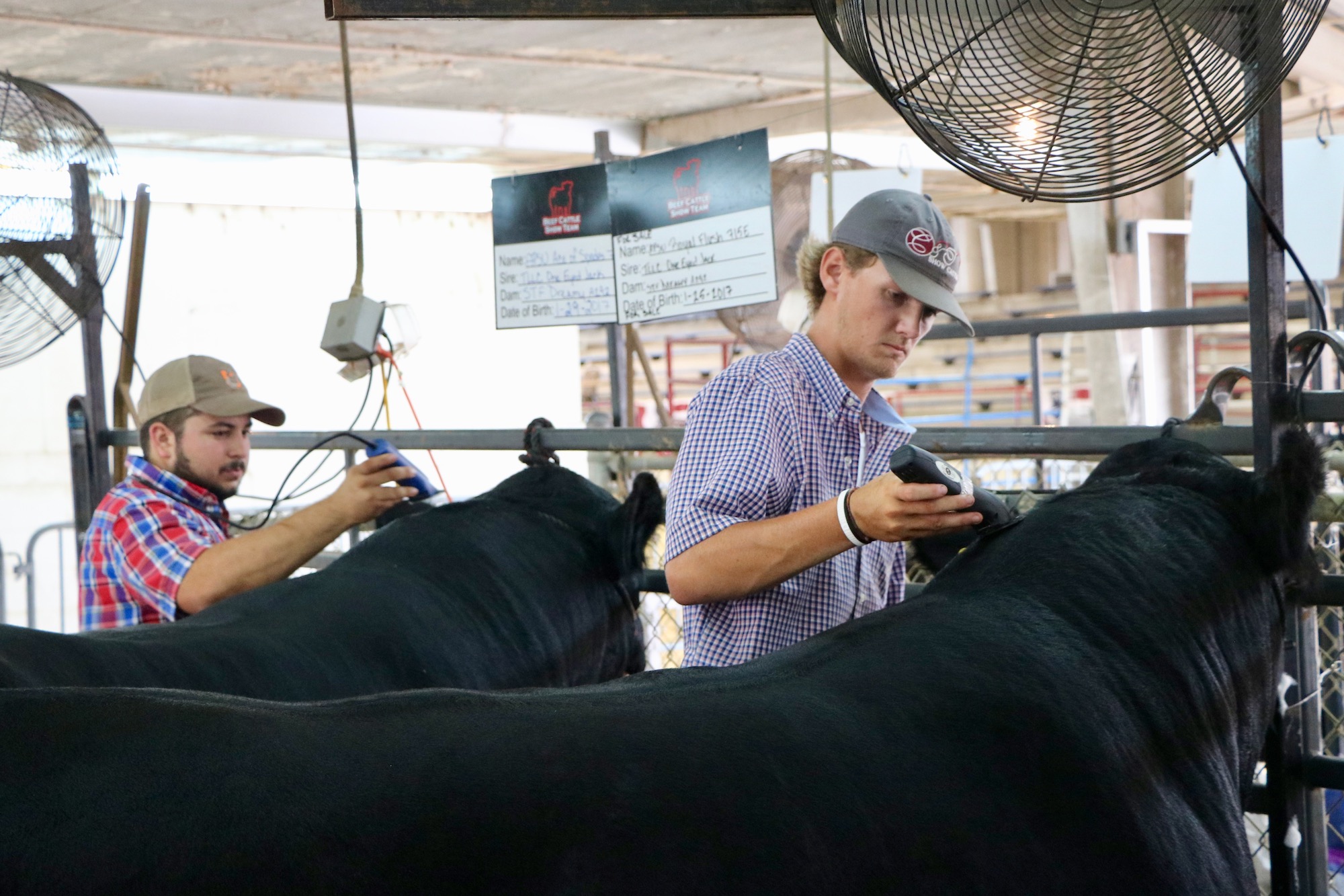 Tyler Davis and Colton Hudgins prepare Ace of Spades, aka Frank the Tank, and Royal Flush during a recent show.