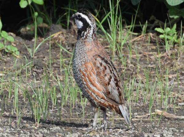 bobwhite