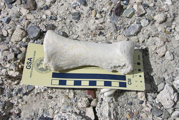 A Miocene toe bone from a camel.