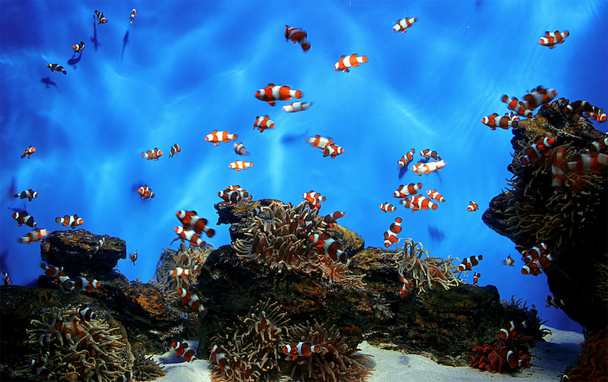 Clownfish – the type of fish Nemo and his dad, Marlin, are in the movie – are a good example of just how weird sex can be in the animal world. (Danny de Bruyne/FreeImages)