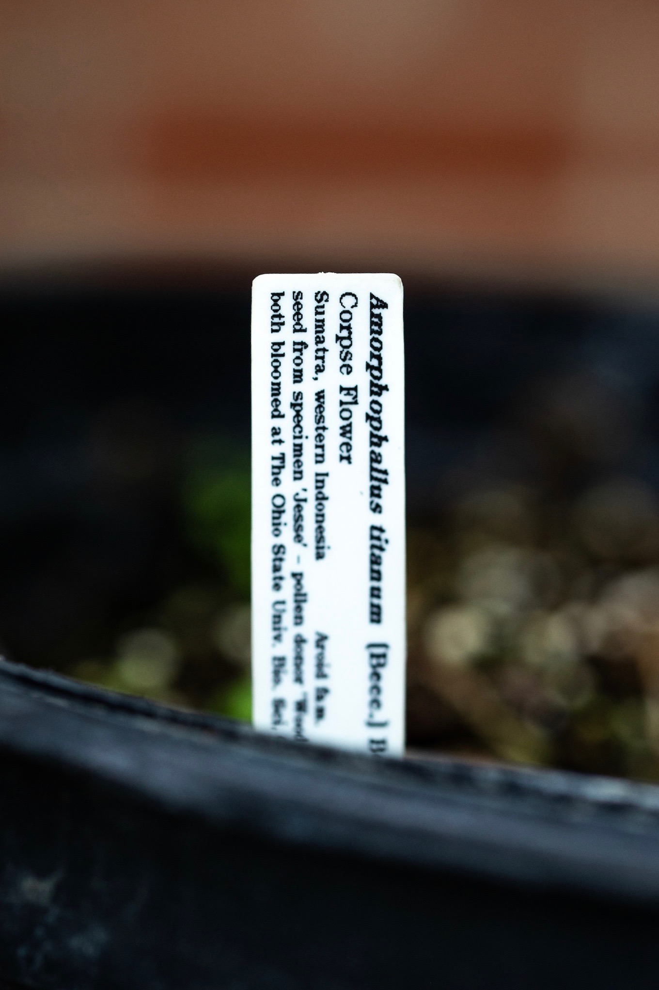Austin Peay's towering corpse flower plant is will go through several more leaf-and-dormancy cylces before blooming. The bloom should happen in four to six years.