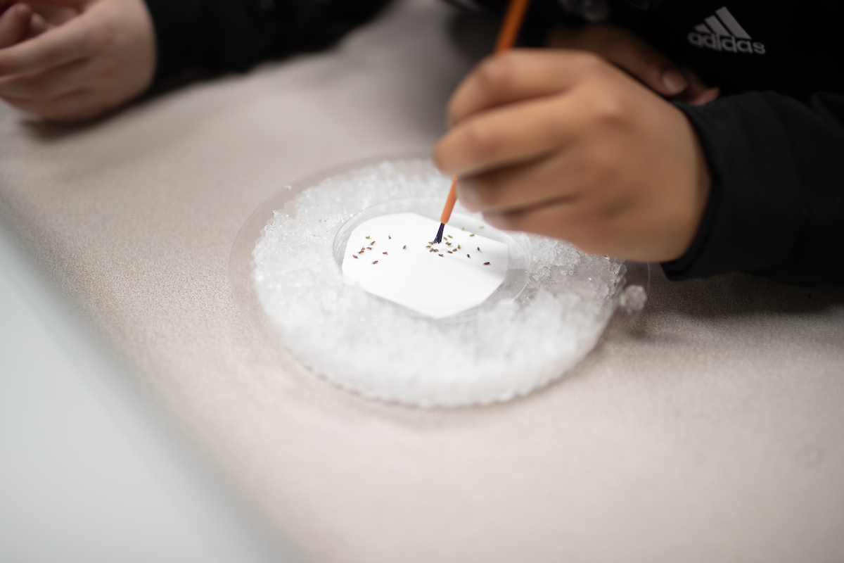 A Moore Magnet Elementary fifth-grader counts flies during the experiment.