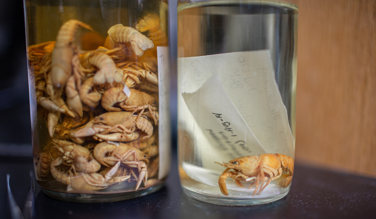 Bloom and Johansen plan to continue studying the new crayfish species.