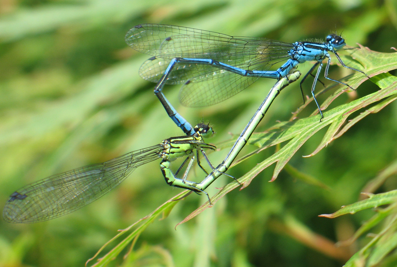 Female damselflies sometimes use a neat trick to deal with overly amorous males.