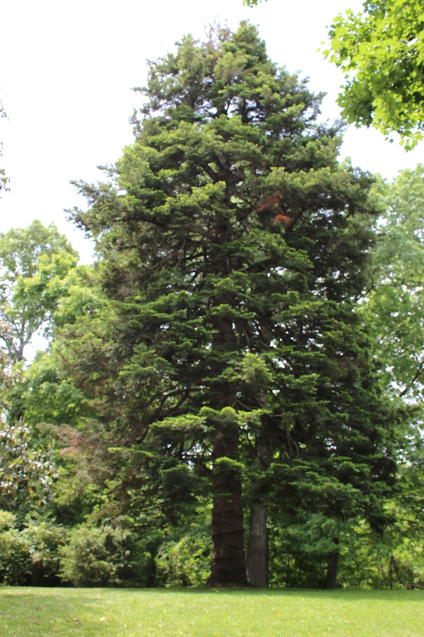 Douglas fir