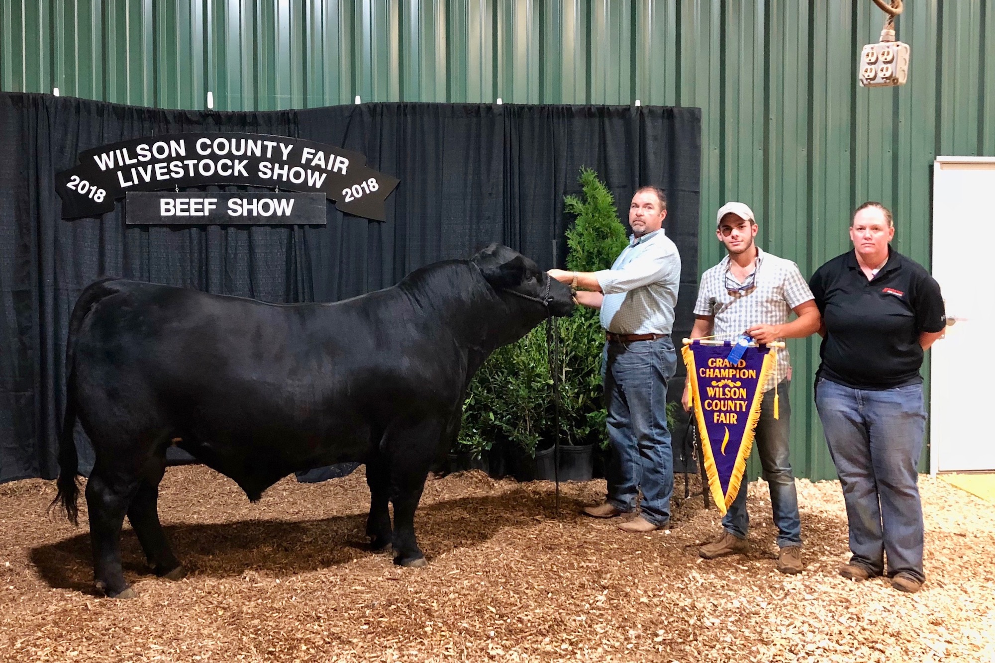 No matter the name, or his puppy dog nature, Austin Peay's champion bull charged through first place and champion designations at beef shows this summer, which culminated with his winning division grand champion at the Tennessee State Fair. Frank also won overall grand champion bull at the Wilson County Fair, the state’s largest fair.