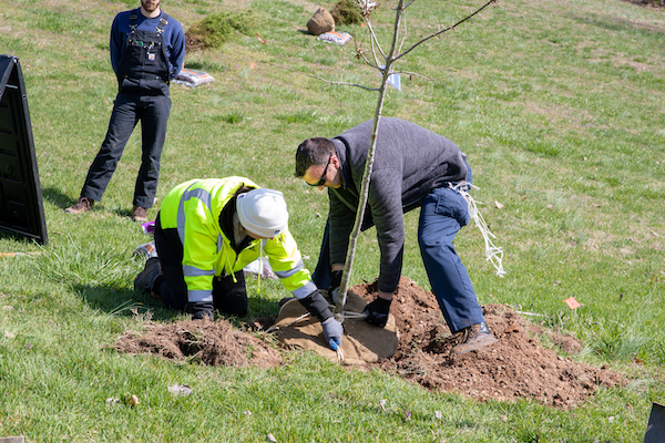 Wes Powell, Austin Peay director of landscape and grounds, works with community partners and volunteers on March 10 to plant trees on the slope between North Second Street and the Pace Alumni Center at Emerald Hill.