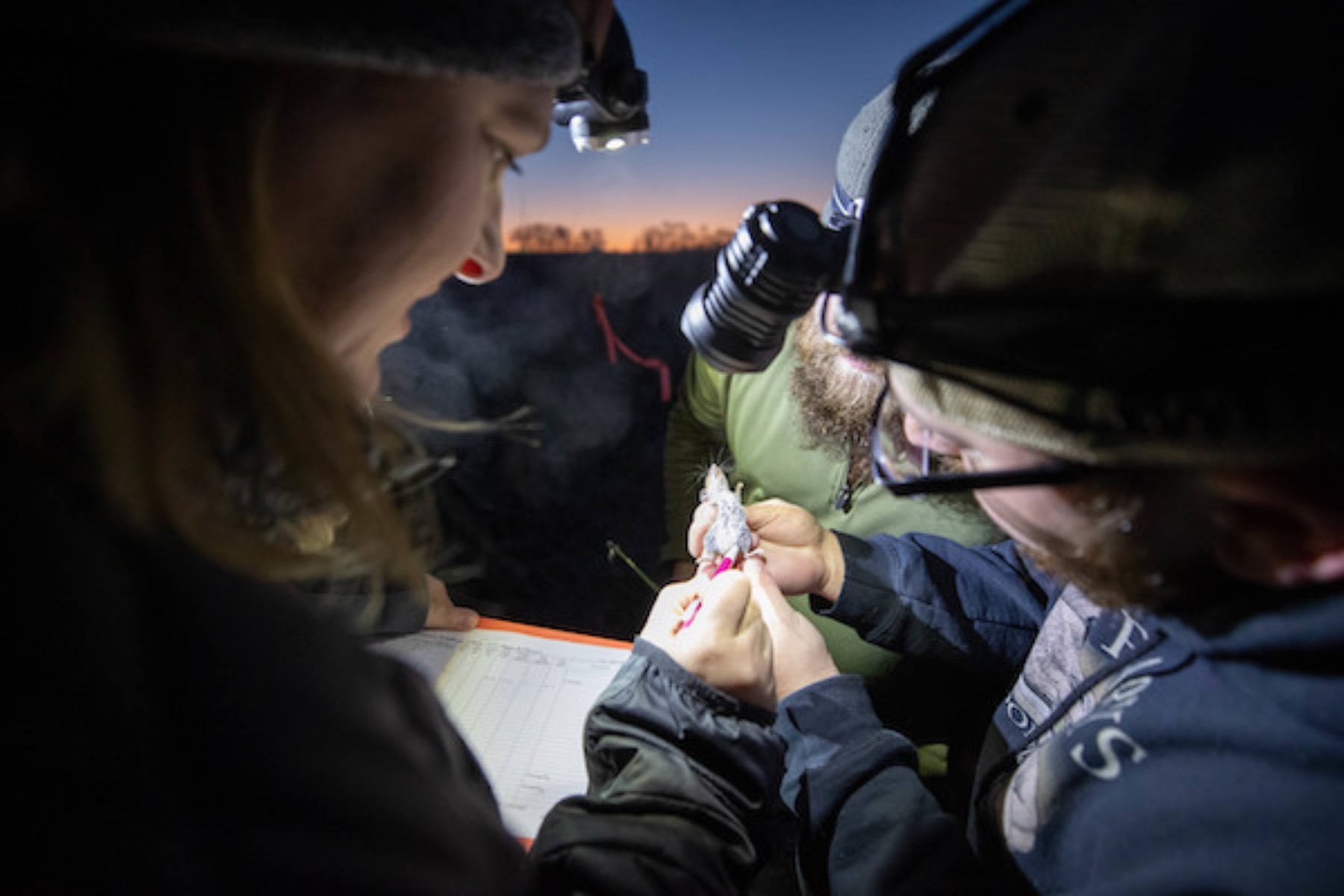 Dr. Catherine Haase, assistant professor in Austin Peay's department of biology, works with wildlife technicians at Dunbar Cave State Park to record data on a deer mouse as part of a live small mammal trapping study. 