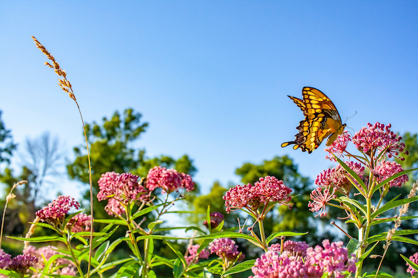 A butterfly hovers over a milkweed plant.