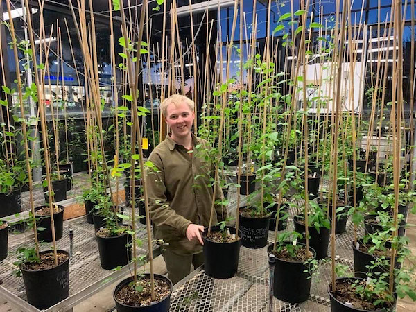 Murphy’s ground-breaking research on netleaf leatherflower (Clematis reticulata) was the first to grow specimens of that species from across its range together in a common garden experiment.