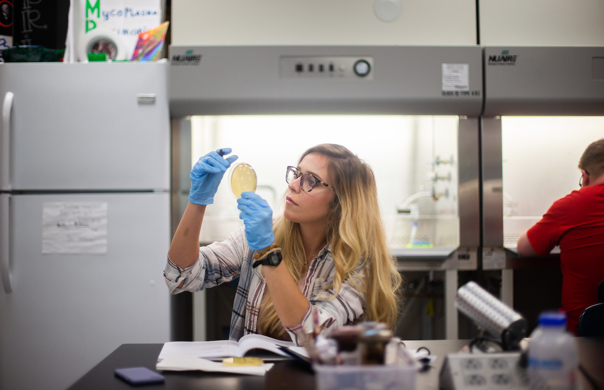 APSU student examines a Petri dish holding some of her phages during one of Dr. Sergei Markov’s biology classes last fall.