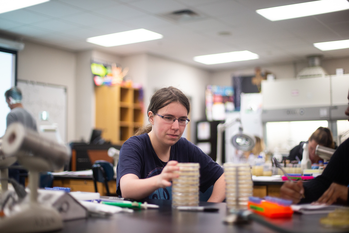 Sarah Binkley arranges her stacks of Petri dishes that contain the phage and the bacteria the phage is attacking.