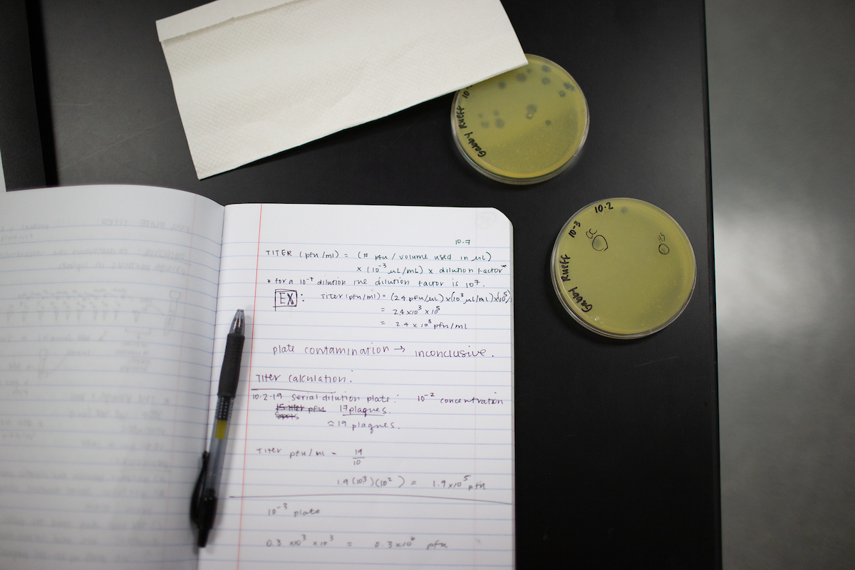 Gabrielle Rueff’s notes show how she’s working out how many phages she has “grown.”