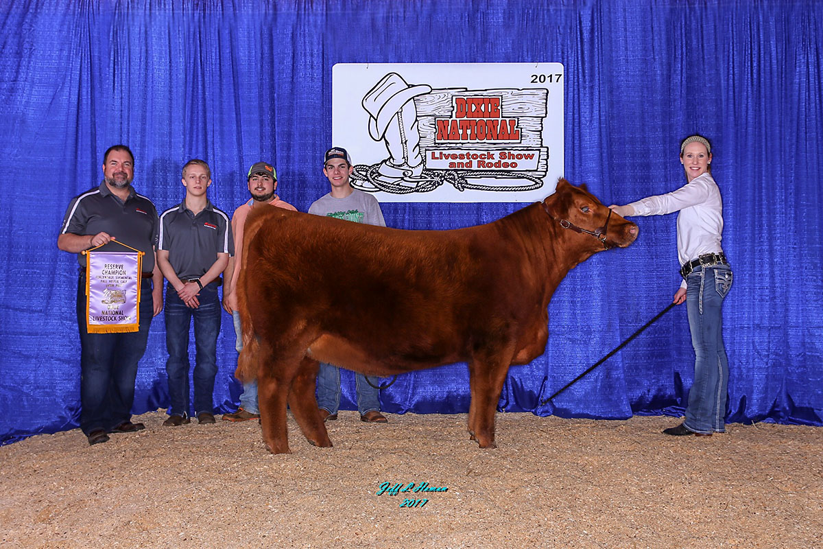 Austin Peay’s Ruby won reserve division champion at the 2017 Dixie National Livestock Show. The four siblings that competed for the APSU Beef Cattle Show Team this summer came from embryos from Ruby.