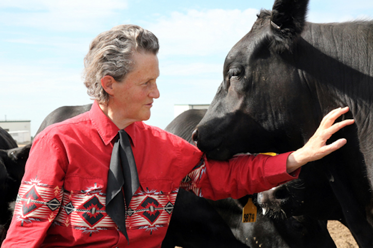 temple-grandin-with-cow