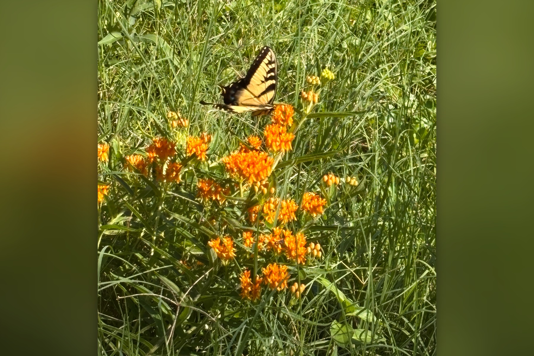 tiger-swallowtail-butterfly