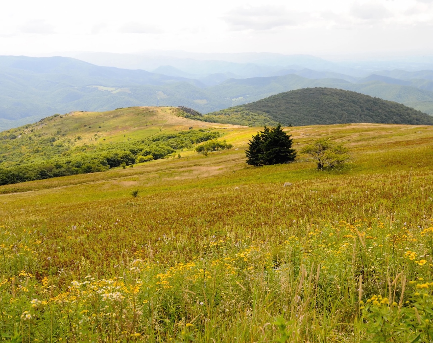 whitetop-mt-bald-va-Noss