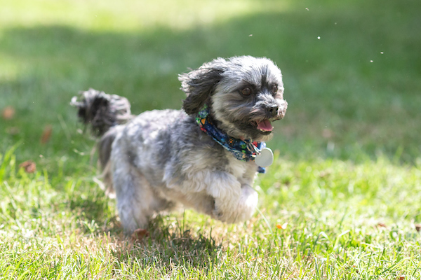 Yahtzee, APSU's first dog, runs through the grass.