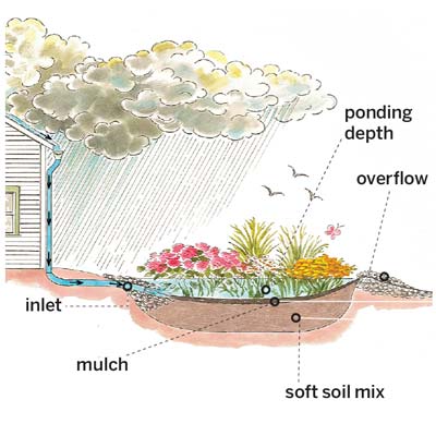 rain garden graphic
